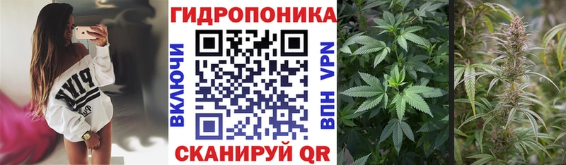 дарнет шоп  Курчатов  Конопля MAZAR 